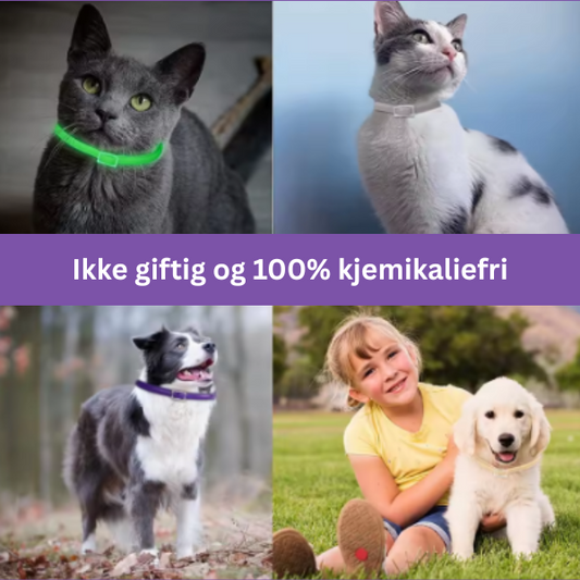 Flått- og Loppehalsbånd for Hund og Katt – Justerbart