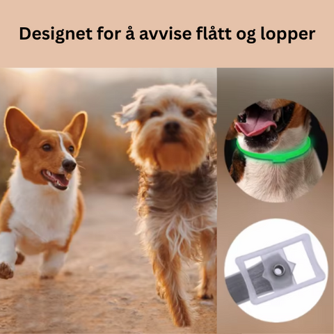 Flått- og Loppehalsbånd for Hund og Katt – Justerbart
