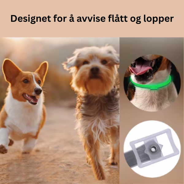 Flått- og Loppehalsbånd for Hund og Katt – Justerbart